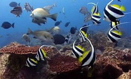 Byron Bay Dolphin Wildlife Tours - eAccommodation 3