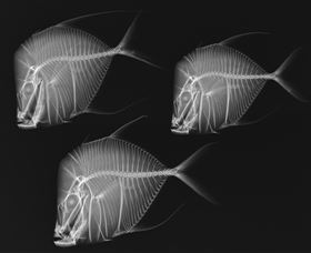 X-Ray Vision: Fish Inside Out - eAccommodation 0