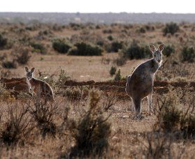 Silver City Tours - eAccommodation 1