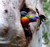 Cumberland State Forest - eAccommodation