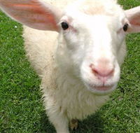 Golden Ridge Animal Farm - eAccommodation