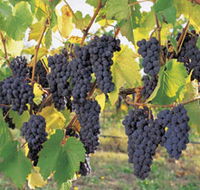 Hills Short Wine and Food Trail - eAccommodation