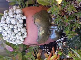 Cactus Creations - eAccommodation 2