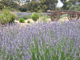 Emu Bay Lavender - eAccommodation 3