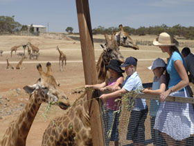 Monarto Open Range Zoo - eAccommodation 0