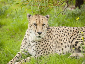 Monarto Open Range Zoo - eAccommodation 3