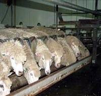 Island Pure Sheep Dairy And Cheese Factory - eAccommodation