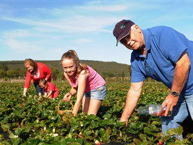 Mount Compass And District Produce And Tourist Trail - eAccommodation 1