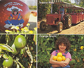 Orange World - eAccommodation 1