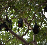 Manngarre Rainforest Walk - eAccommodation