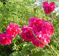 Bishop's Lodge Historic House and Heritage Rose Garden - eAccommodation