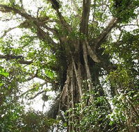 Cathedral Fig Tree - eAccommodation