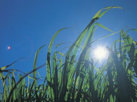 Australian Sugar Industry Museum - eAccommodation 0