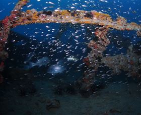 Lady Bowen Dive Site - eAccommodation 1