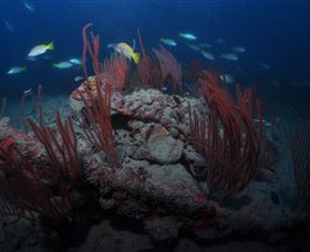 Lady Bowen Dive Site - eAccommodation 3