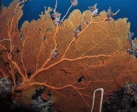 Eddy Reef Dive Site - eAccommodation 3