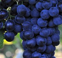 De Bortoli Wines Bilbul - eAccommodation