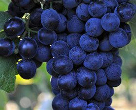 De Bortoli Wines Bilbul - eAccommodation 0