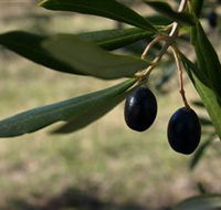 Red Rock Olives - eAccommodation
