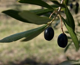 Red Rock Olives - eAccommodation 0