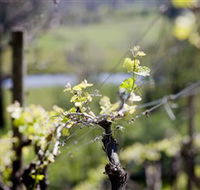 Mountainside Wines - eAccommodation