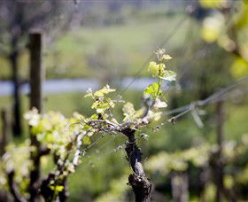 Mountainside Wines - eAccommodation 0