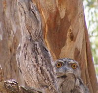 Bird Watching - eAccommodation