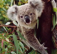 Koala Spotting Regeneration Reserve - eAccommodation