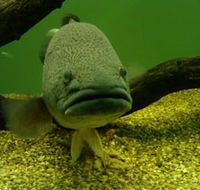 John Lake Centre - Narrandera Fisheries Centre - eAccommodation