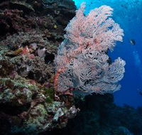 Barracuda Bommie Dive Site - eAccommodation