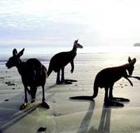 Hibiscus Coast - eAccommodation