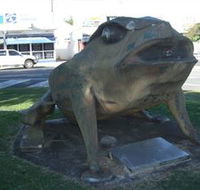 Big Cane Toad - eAccommodation