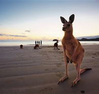 Wallabies on the Beach at Cape Hillsborough - eAccommodation