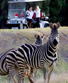Taronga Western Plains Zoo, Dubbo - eAccommodation 1