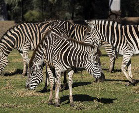 Taronga Western Plains Zoo, Dubbo - eAccommodation 5