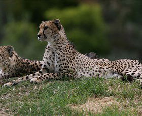 Taronga Western Plains Zoo, Dubbo - eAccommodation 6