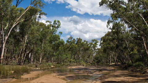 Pilliga National Park - eAccommodation 2