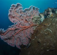 Luncheon Bay Dive Site - eAccommodation