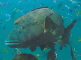 Fairey Reef - eAccommodation 0