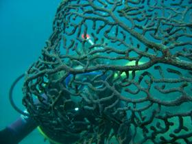 Fairey Reef - eAccommodation 3