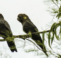 Conimbla National Park - eAccommodation