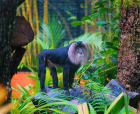 The Rockhampton Zoo - eAccommodation 3