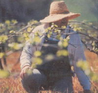 Canobolas Smith Winery - eAccommodation