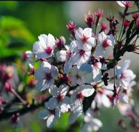 Sakura Avenue - eAccommodation