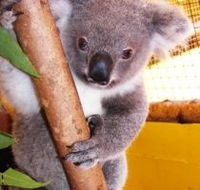 Cooberrie Park Wildlife Sanctuary - eAccommodation