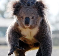Koalas in Gunnedah - eAccommodation