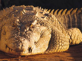 Koorana Crocodile Farm - eAccommodation 0