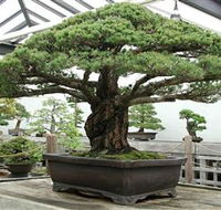 Peards Complex Albury - eAccommodation