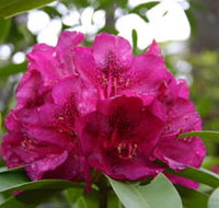 Campbell Rhododendron Gardens - eAccommodation
