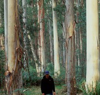 Blue Gum Forest - eAccommodation